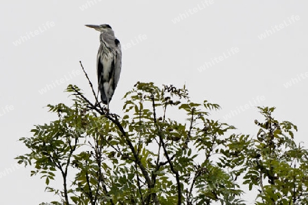 Graureiher, "Ardea cinerea"