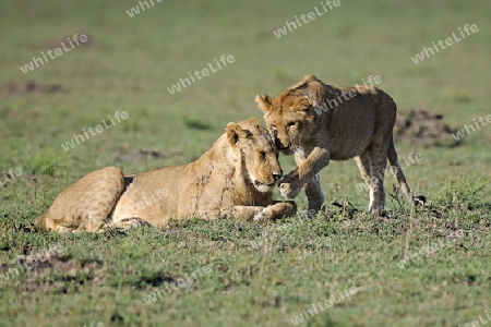 L?wen,  schmusen, (Panthera leo), Masai Mara, Kenia, Afrika