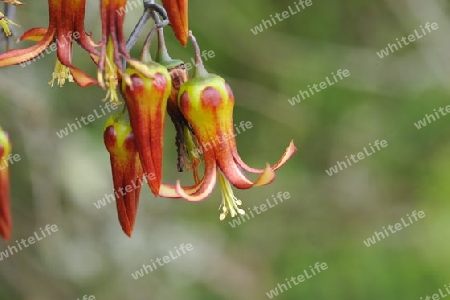 Brutblatt - Calanchoe pinnata