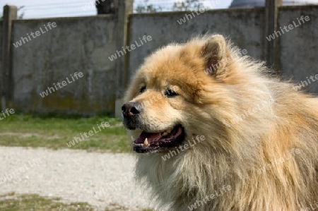 Eurasier