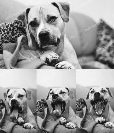 Collage Hund-Staffordshire Terrier