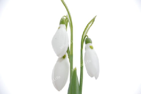 Snowdrop