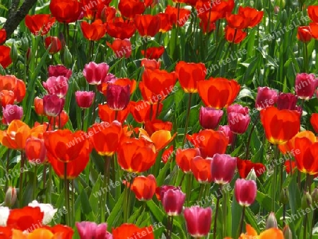 Tulpen