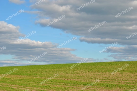 Feld im Sommer