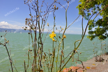 Bodensee im Sommer