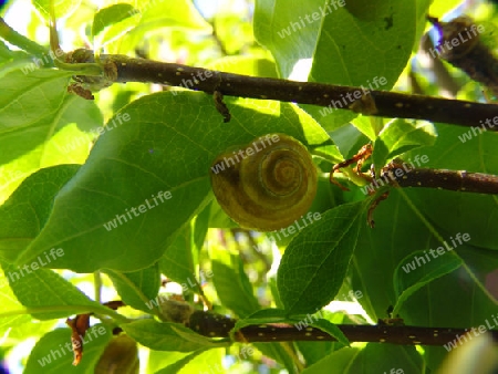 Schnecke