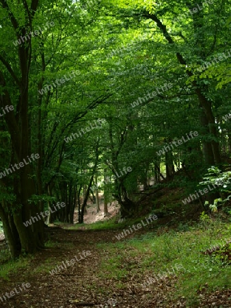 Waldweg