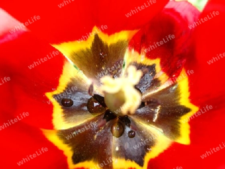 Tulpe