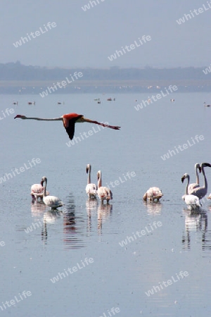 Lesser Flamingo, Phoeniconaias minor