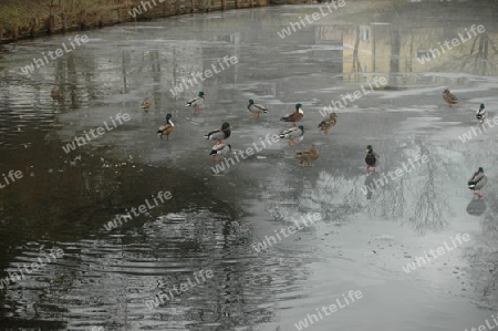 Enten am Teich