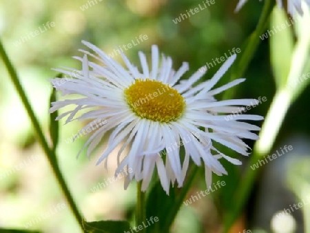 Bl?te Erigeron annuus P6150118