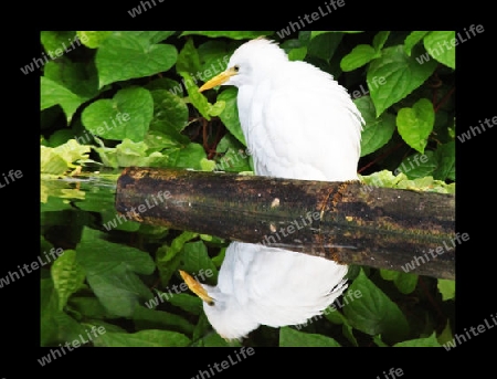 White & Green