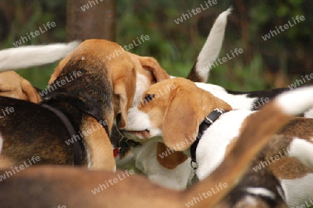 Beagletreffen