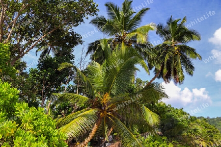 Beautiful palm trees at the beach on the tropical paradise islands Seychelles