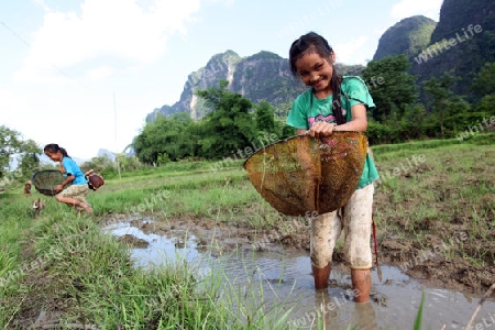 Kinder suchen nach einem Regentag in den Reisfeldern nach Kleifischen an der Landstrasse 12 beim Dorf Mahaxai Mai von Tham Pa Fa unweit der Stadt Tha Khaek in zentral Laos an der Grenze zu Thailand in Suedostasien.