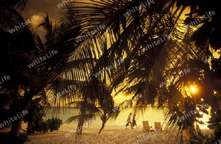 
Der Traumstrand mit Palmen und weissem Sand an der Insel Velavaru im Southmale Atoll auf den Inseln der Malediven im Indischen Ozean.   