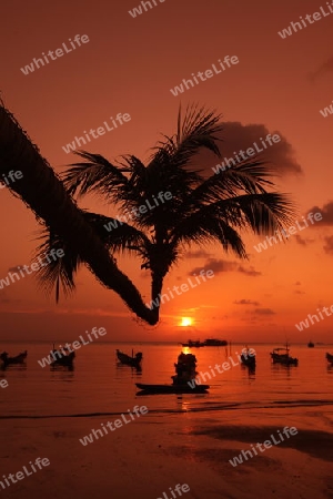 Der Strand  von Hat Sai Ri auf der Insel Ko Tao im Golf von Thailand im Suedwesten von Thailand in Suedostasien.