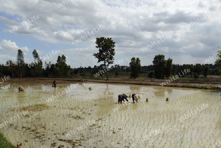 Reisfelder und Landwirtschaft in der Provinz Amnat Charoen nordwestlich von Ubon Ratchathani im nordosten von Thailand in Suedostasien.