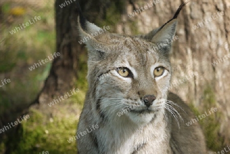 Luchs