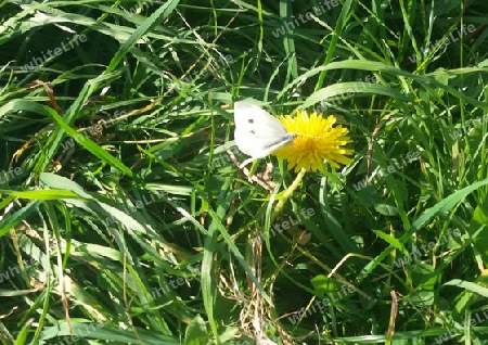 Schmetterling 