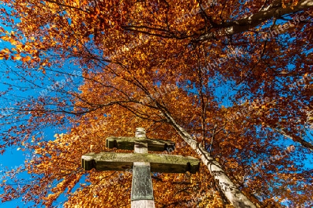 Herbst Wald Baeume