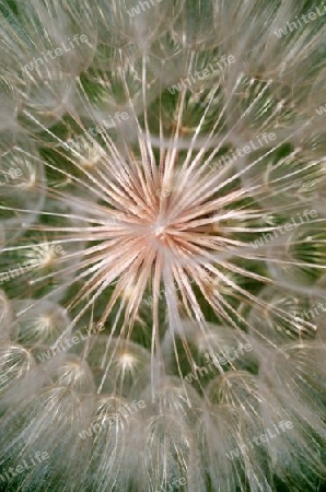 fedriger Pappus