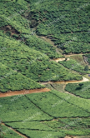 Asien, Indischer Ozean, Sri Lanka,
Eine Tee Plantage im Tee Anbaugebiet von Nuwara Eliya in Zentralen Gebierge von Sri Lanka. (URS FLUEELER)






