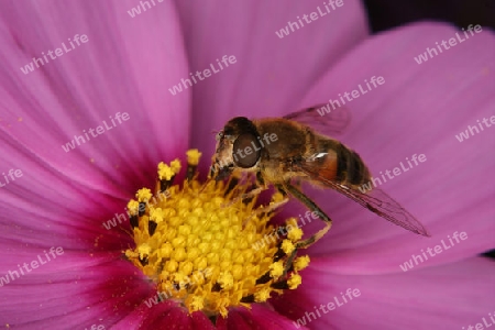 Scheinbienen-Keilfleckschwebfliege  (Eristalis tenax) auf einer Bluete