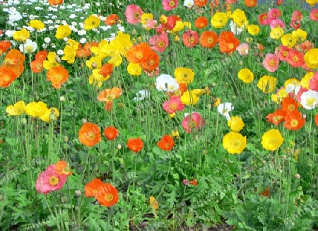 Poppy Field