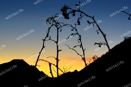 Himbeerstauden im Abendrot