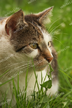 Katze im Gras