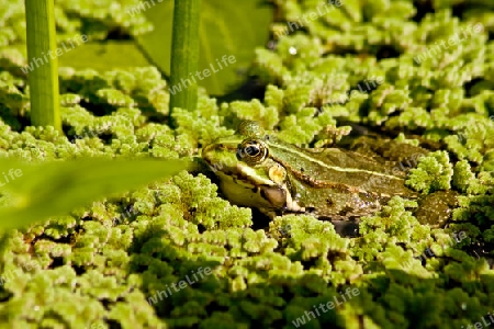 Frosch