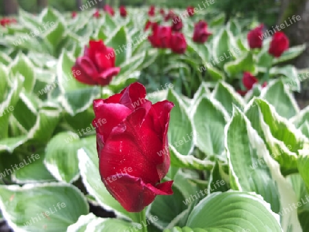 die rote Tulpe