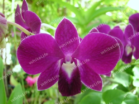 Orchidee