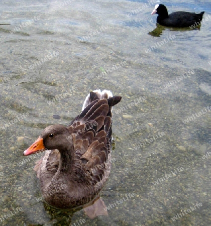 Enten am See