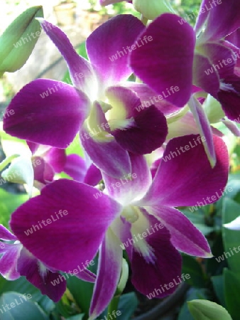 Orchidee