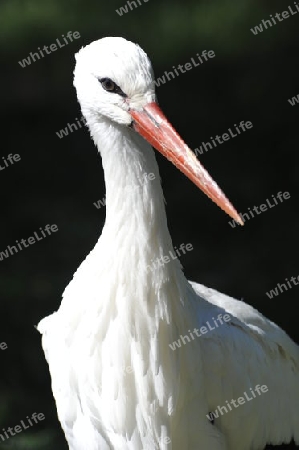 Storch