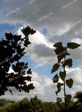 Blume aus dem Balkon