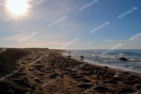 Seeelefanten Strand