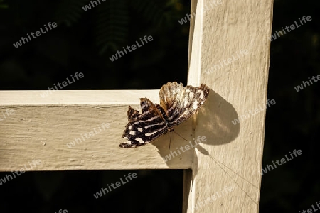 Schmetterling