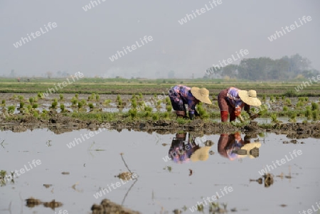 Rice farmers plant rice in a ricefield at the city of Nyaungshwe at the Inle Lake in the Shan State in the east of Myanmar in Southeastasia.