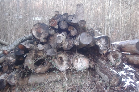 Holzstoss