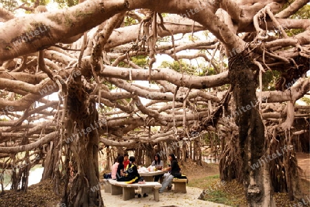 Ein Tempel in einem Park bei Phimai bei Khorat in der provinz Nakhon Ratchasima im Nordosten von Thailand im Suedwesten von Thailand in Suedostasien. 