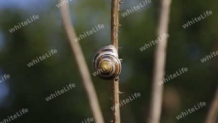 am Zweig kletternde Schnecke