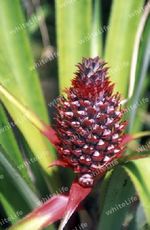 pineaple plantation on the Island of Anjouan on the Comoros Ilands in the Indian Ocean in Africa.   