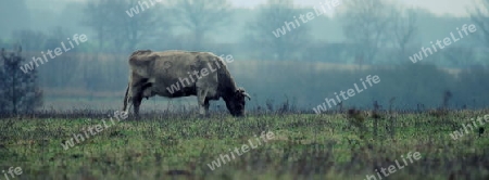 Kuh auf Wiese 