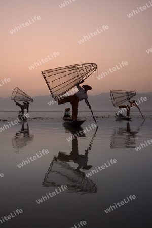 Fishermen at sunrise in the Landscape on the Inle Lake in the Shan State in the east of Myanmar in Southeastasia.