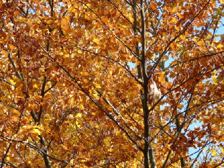 Herbstlaub - Am Waldrand P1280508