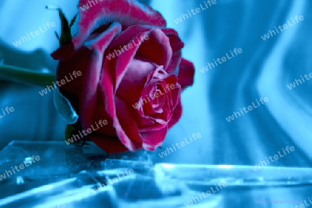 Rose 2