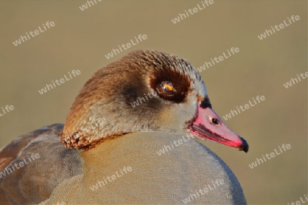 Schielende Nilgans